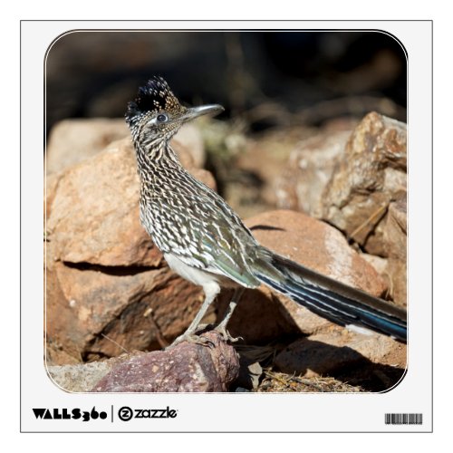 A Road runner pauses momentarily on its search Wall Sticker