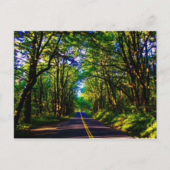A Road Running Through A Green Forest In Oregon Postcard (Front)