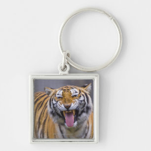 A roaring tiger, Taiwan, Taipei, Taipei Zoo Keychain