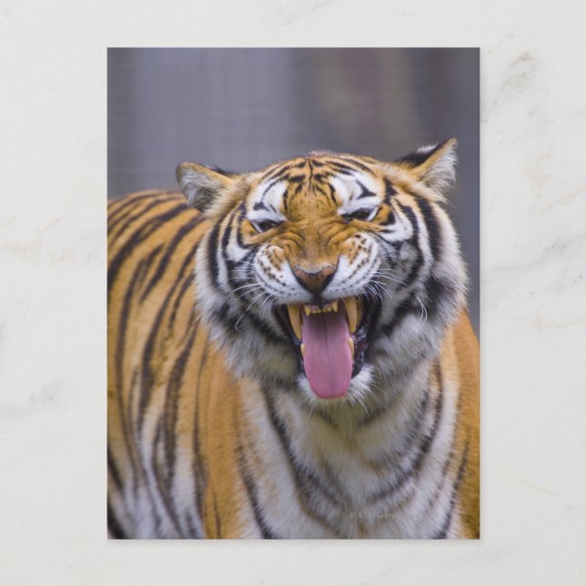 A roaring tiger, Taiwan, Taipei, Taipei Zoo Postcard (Front)