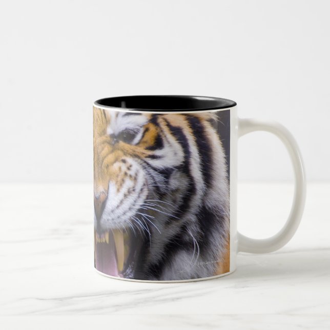 A roaring tiger, Taiwan, Taipei, Taipei Zoo Two-Tone Coffee Mug (Right)