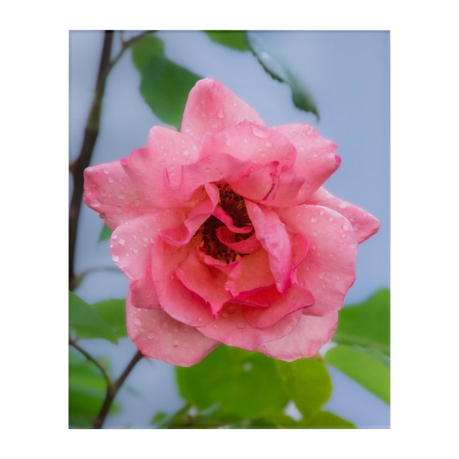 A rose after the rain Acrylic Wall Art (Front)