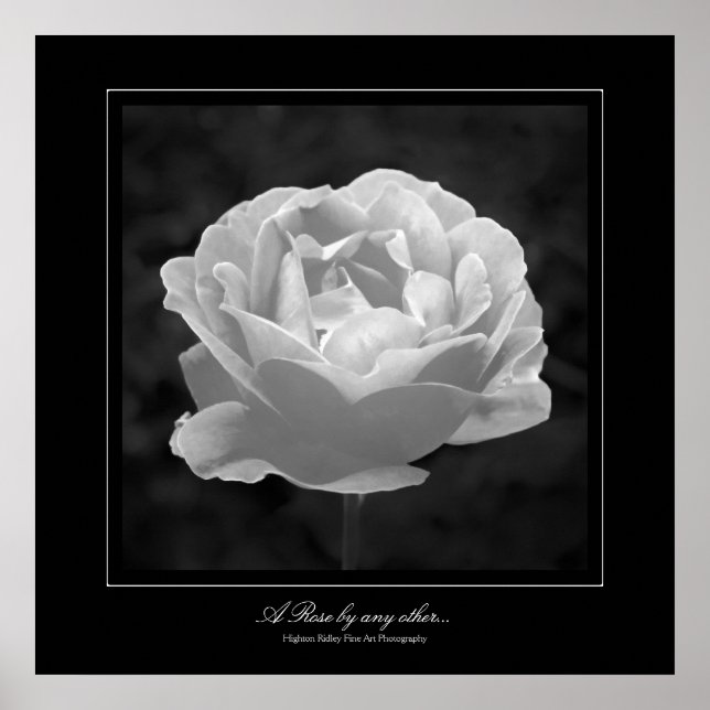A Rose by any other..., Fine Art gallery-style Poster (Front)