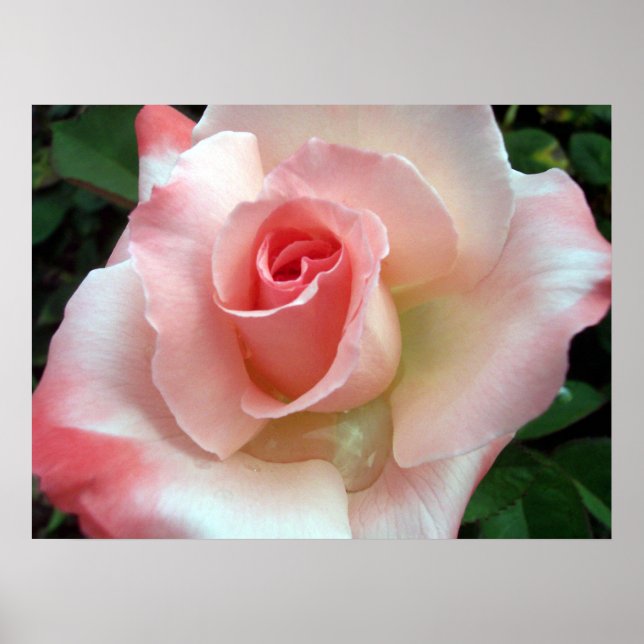 A rose by any other name.. poster (Front)