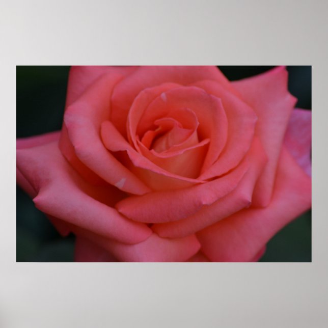 A Rose By Any Other Name Poster (Front)