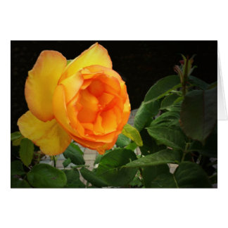 A Rose For My Brother Cards