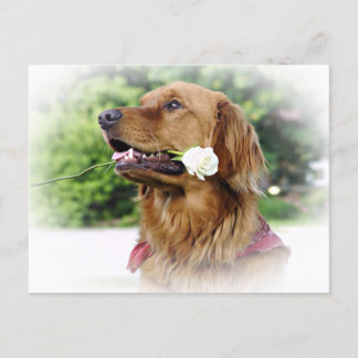 A rose for you postcard