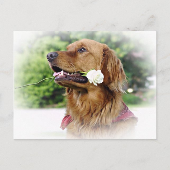 A rose for you postcard (Front)