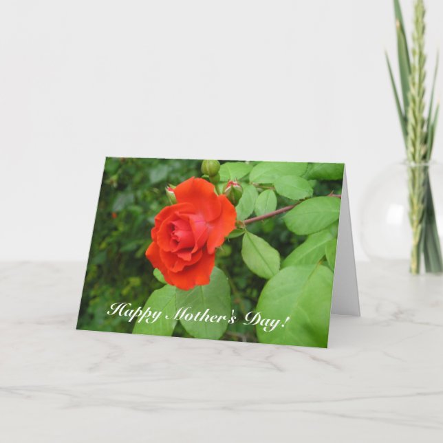 A rose, Happy Mother's Day! Card (Front)