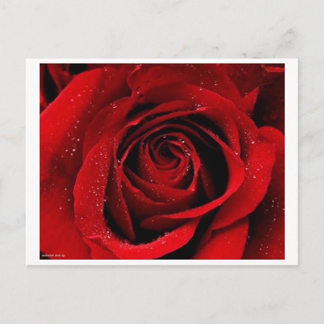 A Rose in Bloom Postcard (Front)