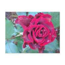 A Rose in Kenya Postcard