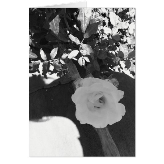 A Rose in the desert (Front)