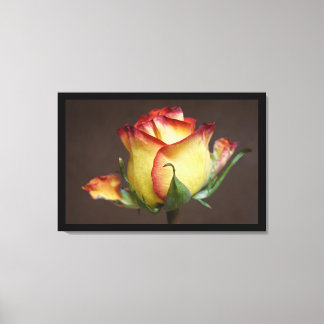 A Rose Is a Rose Canvas Print