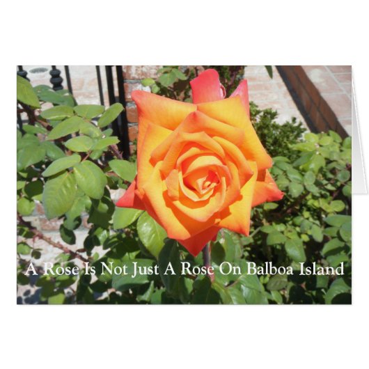 A Rose Is Not Just A Rose...It's As Unique As You (Front Horizontal)