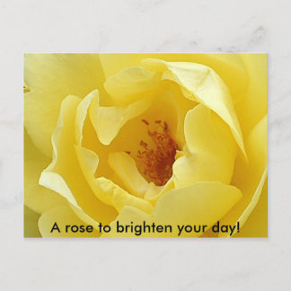 A rose to brighten your day! postcard