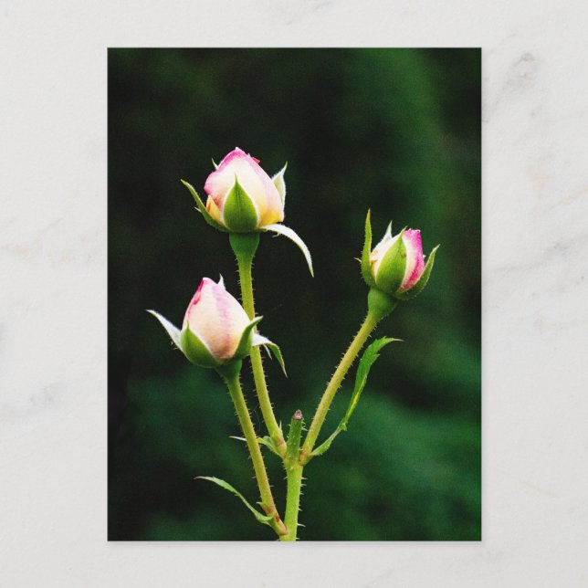 A rosebud flower postcard (Front)