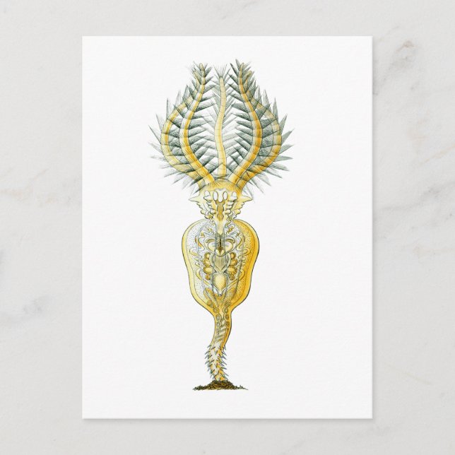 A Rotifer Postcard (Front)