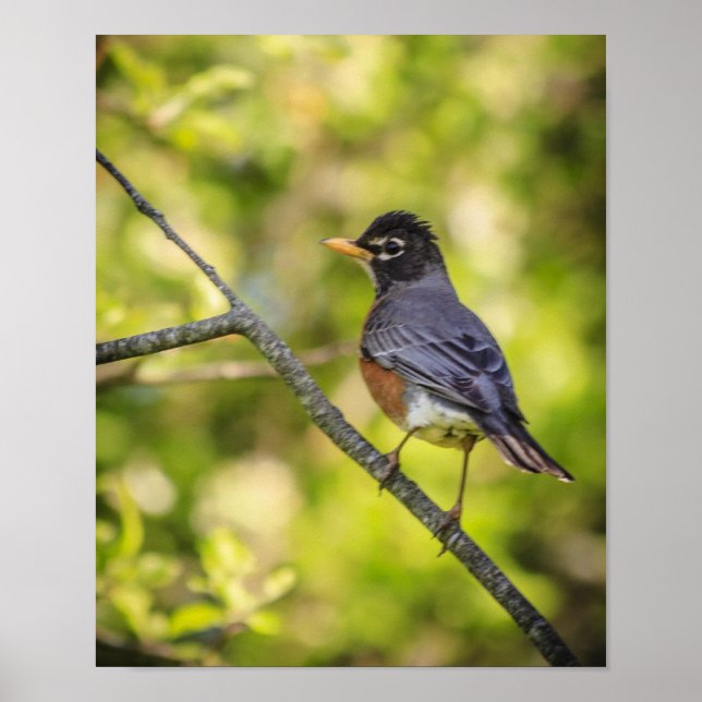 A Round Robin on a Branch Poster (Front)