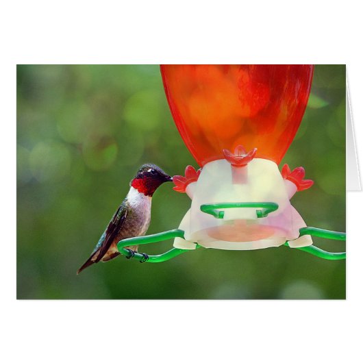 A Ruby Throated Hummingbird (Front Horizontal)