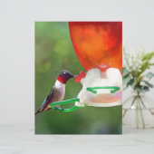 A Ruby Throated Hummingbird (Standing Front)