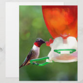 A Ruby Throated Hummingbird (Front/Back)