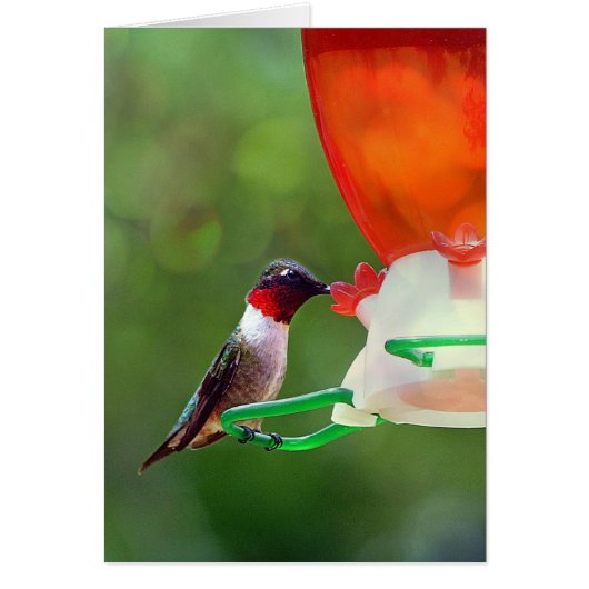 A Ruby Throated Hummingbird Cards (Front)