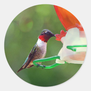 A Ruby Throated Hummingbird Classic Round Sticker