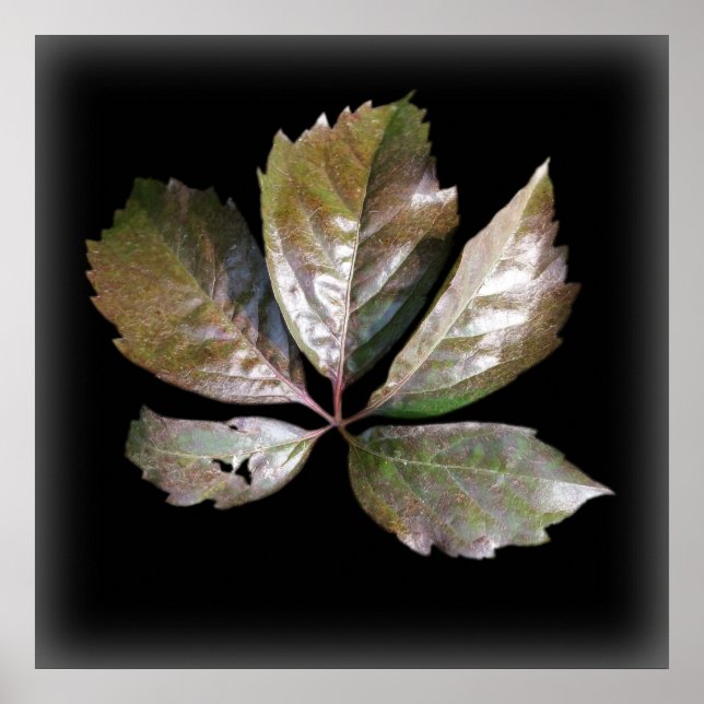 a rusty leaf poster (Front)