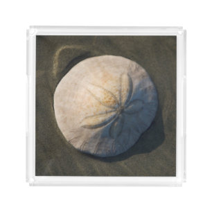 A Sand Dollar On The Beach Acrylic Tray