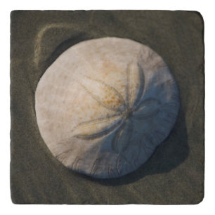 A Sand Dollar On The Beach Trivet
