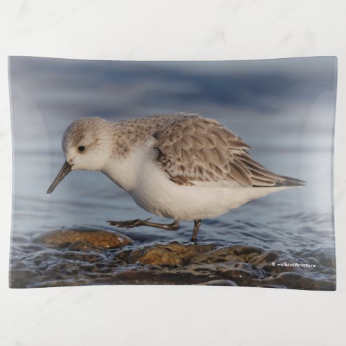 A Sanderling Strolls Along Winter Shores Trinket Tray