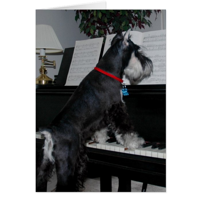 A Schnauzer at the piano Card