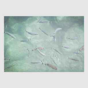 A School of Fish Tissue Paper