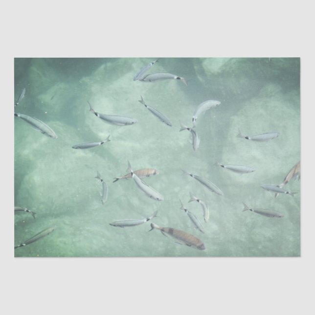 A School of Fish Tissue Paper (Front)