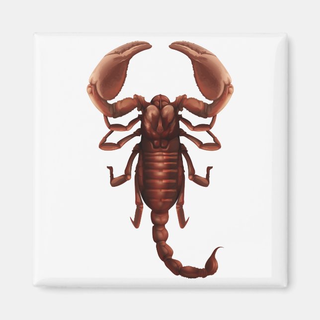 A scorpion magnet (Front)