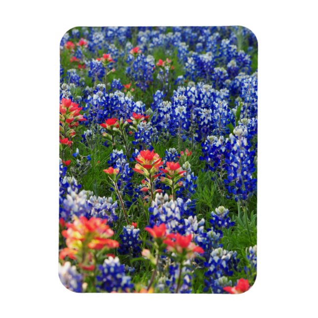 A Sea of Bluebonnets and Indian Paintbrushes Magnet (Vertical)