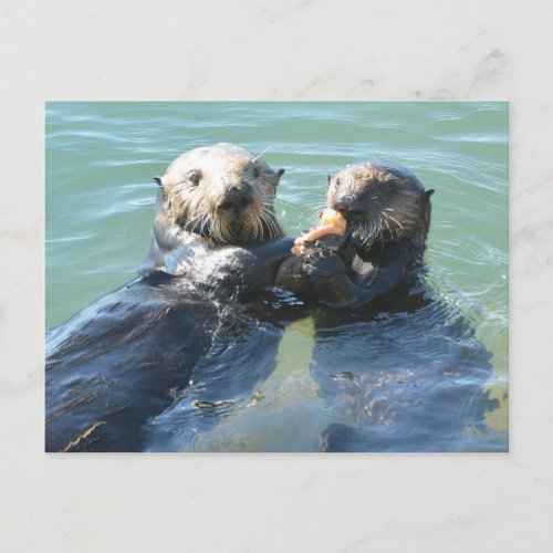 A sea otter mom feeding her pup postcard