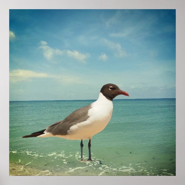 A seagull poster (Front)