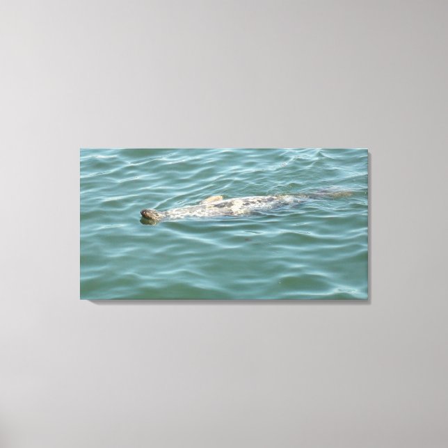A Seal Floating Sunbathing  Canvas Print (Front)