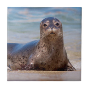 A seal on a beach along the Pacific Coast Ceramic Tile