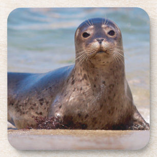 A seal on a beach along the Pacific Coast Drink Coaster
