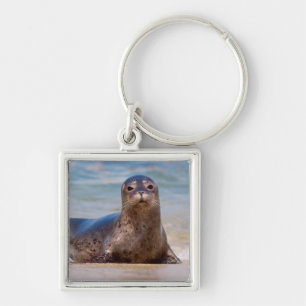 A seal on a beach along the Pacific Coast Keychain