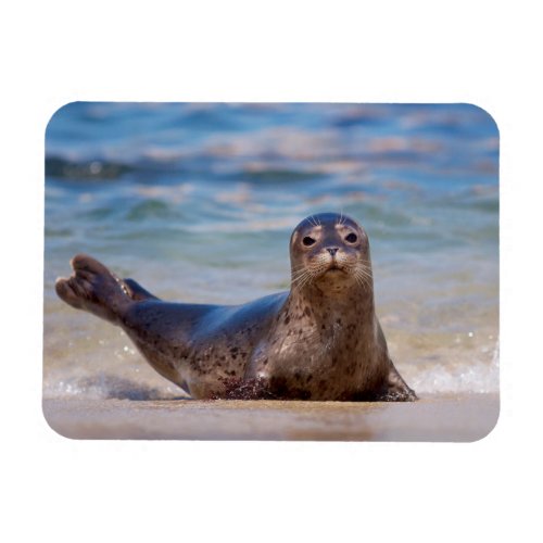 A seal on a beach along the Pacific Coast Magnet