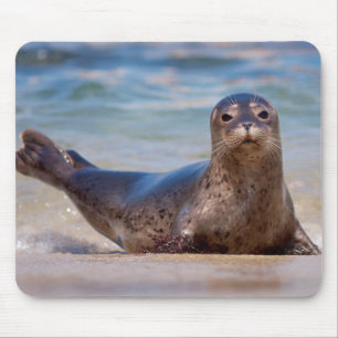 A seal on a beach along the Pacific Coast Mouse Pad