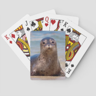 A seal on a beach along the Pacific Coast Poker Cards