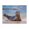A seal on a beach along the Pacific Coast