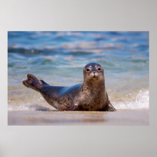 A seal on a beach along the Pacific Coast Poster