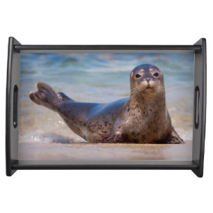 A seal on a beach along the Pacific Coast Serving Tray