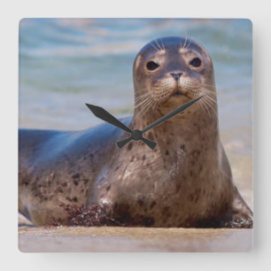 A seal on a beach along the Pacific Coast Square Wall Clock