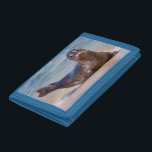 A seal on a beach along the Pacific Coast Trifold Wallet<br><div class="desc">Jaynes Gallery / SuperStock.com | USA,  North America,  California | USA,  California,  La Jolla. A seal on a beach along the Pacific Coast. Credit as: Christopher Talbot Frank / Jaynes Gallery / SuperStock.com</div>